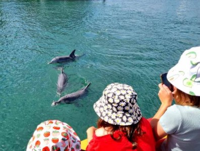 Dolphin watching about the cruise