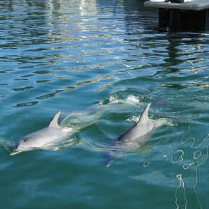 Mandurah dolphins