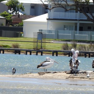Pelicans in Mandurah