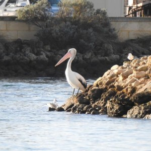 Mandurah pelican