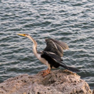 Mandurah cormorant