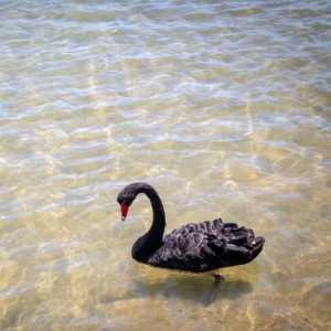 Mandurah black swan